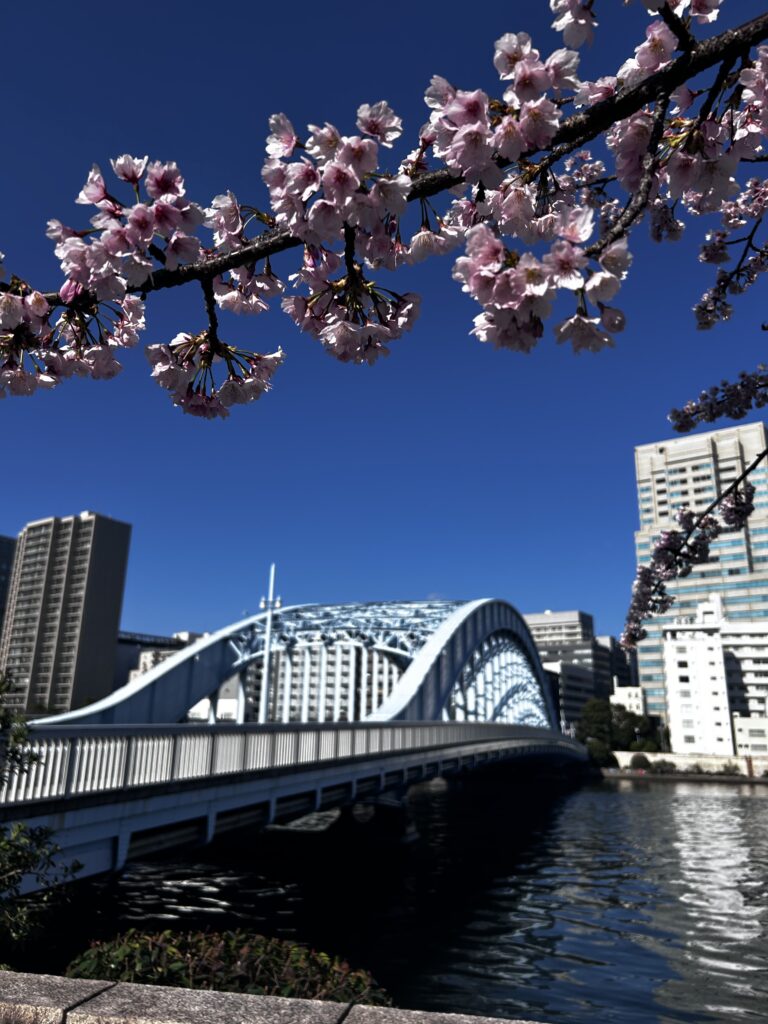 永代橋と桜　ジョギング