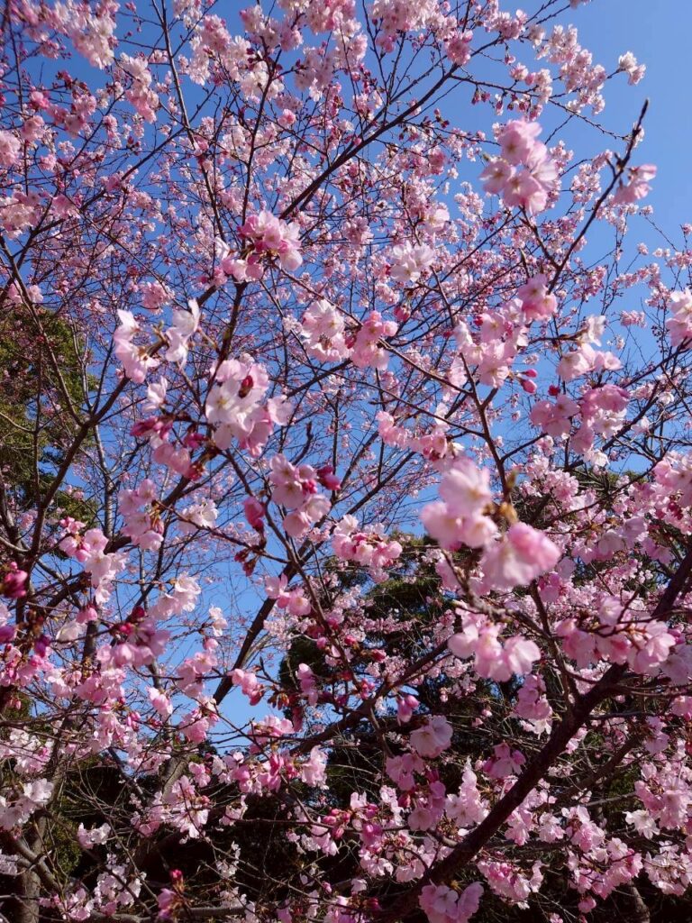東京のスロージョギングクラブ　墨田川テラス練習